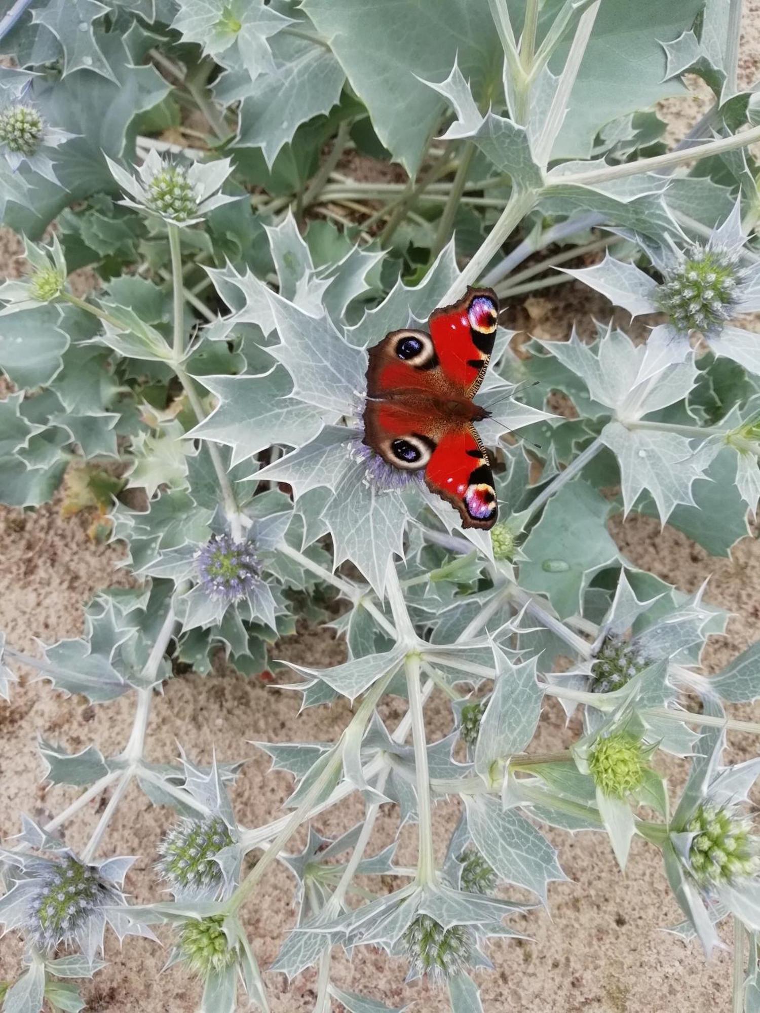 Bialka B Bialogora